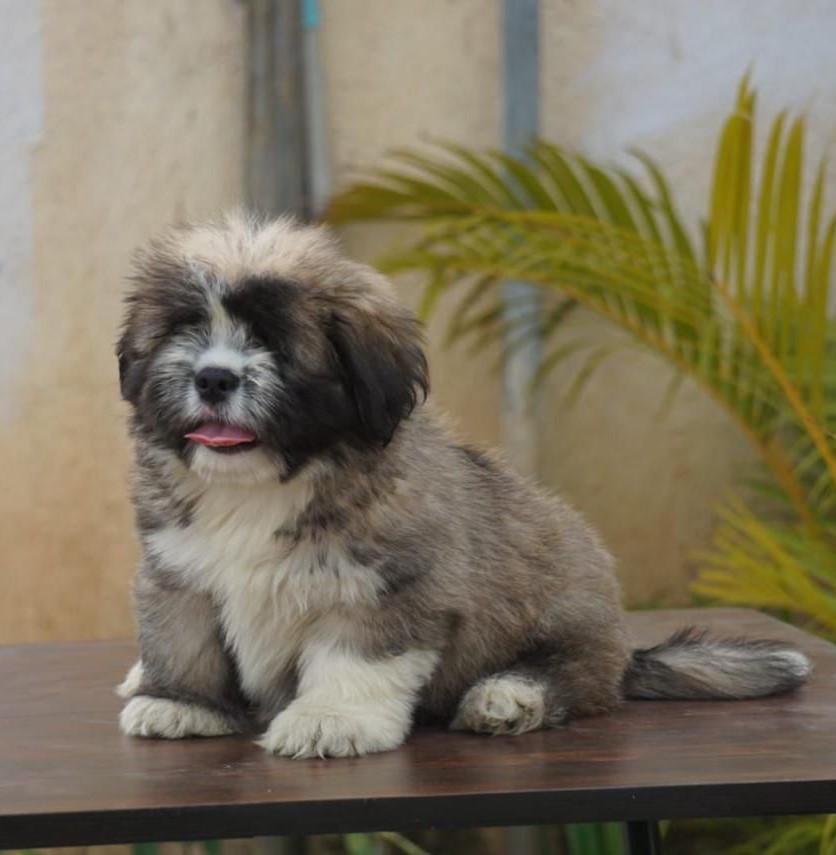 lhasa apso dog for sale in vizag