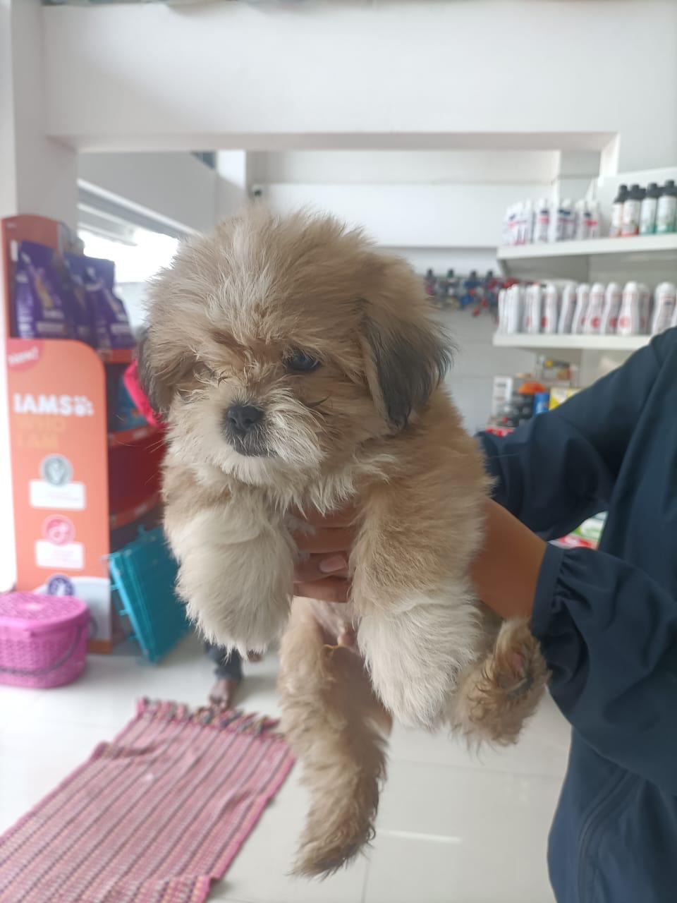 Lhasa Apso price in Bangalore