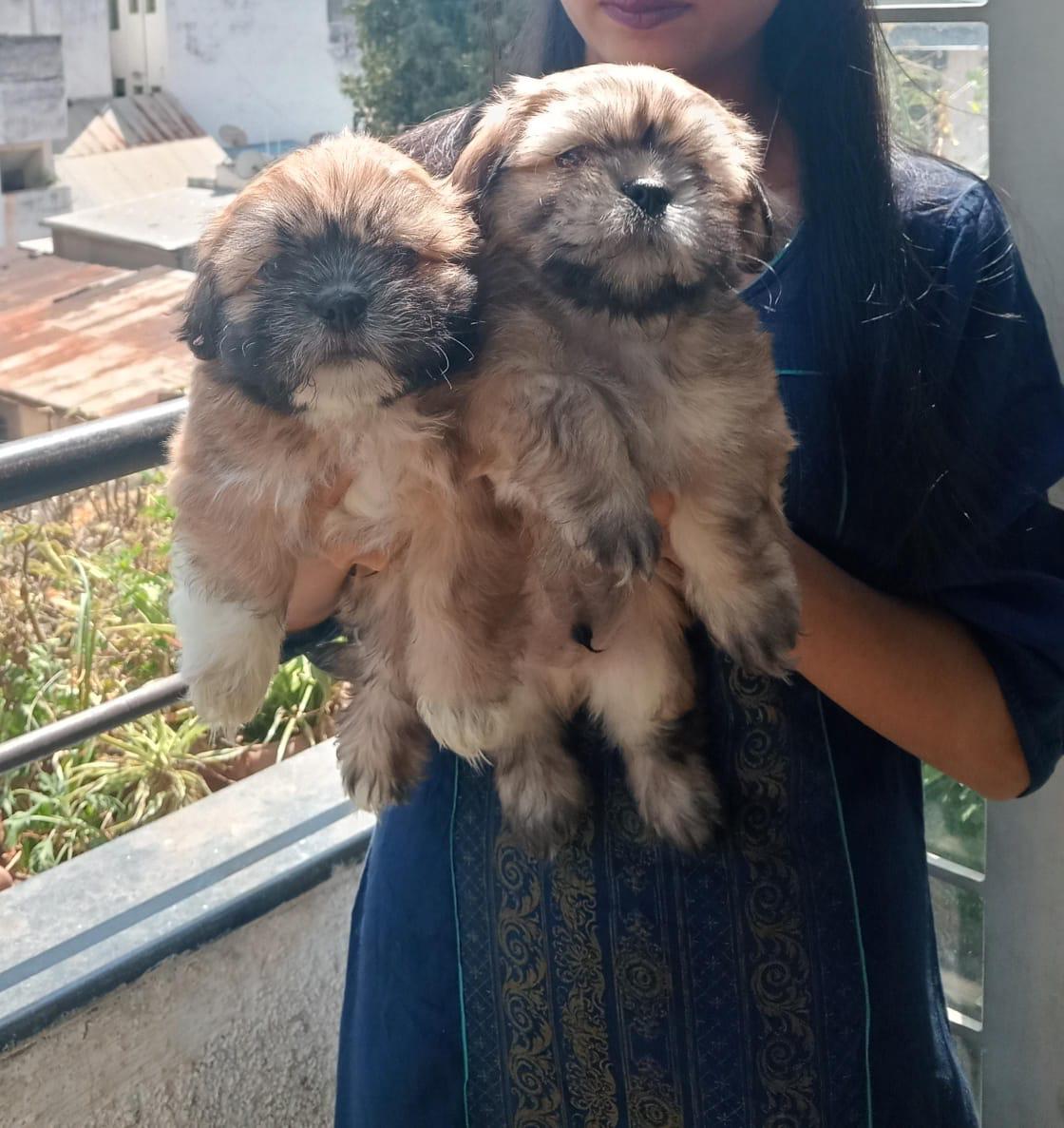 Lhasa Apso male puppy price in Bangalore