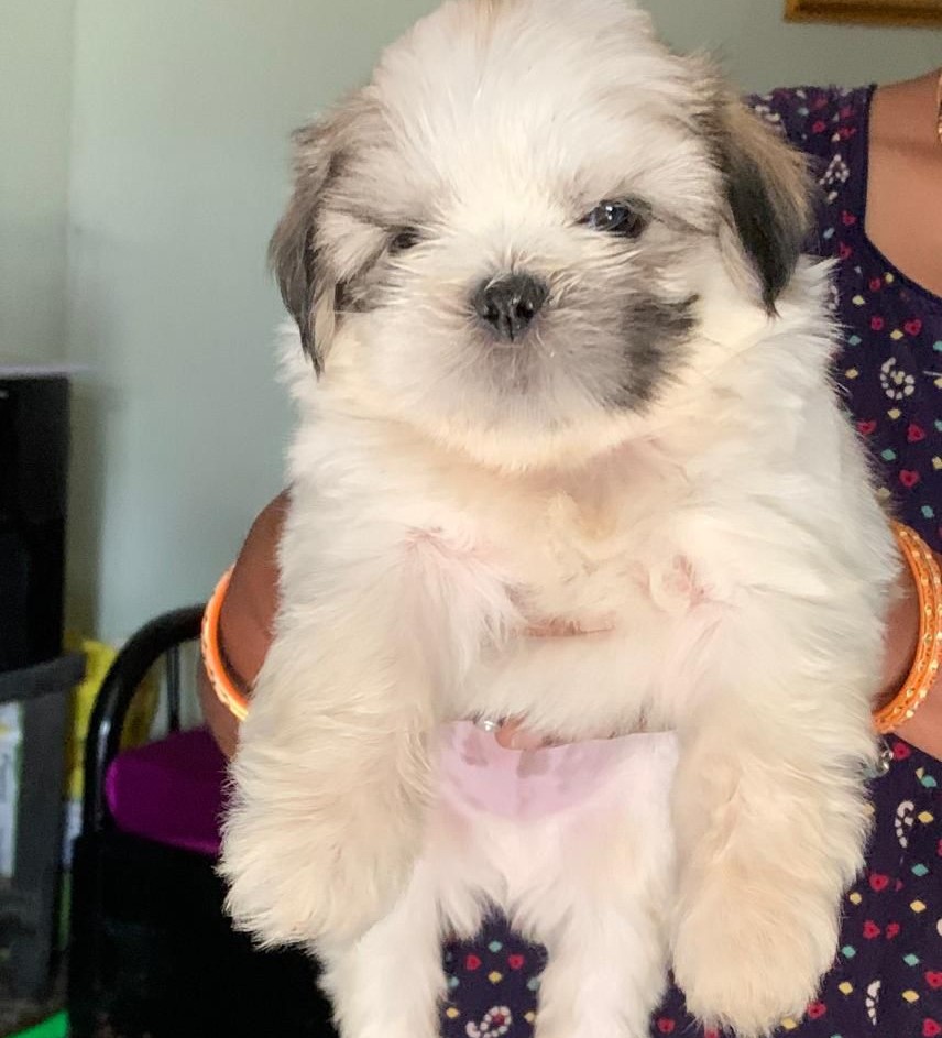 Lhasa Apso dog for sale in Bangalore