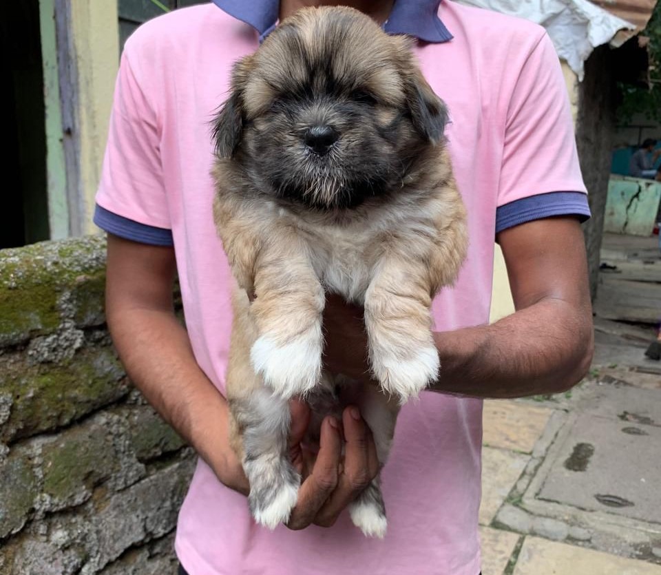 Lhasa Apso dog kennel in Bangalore