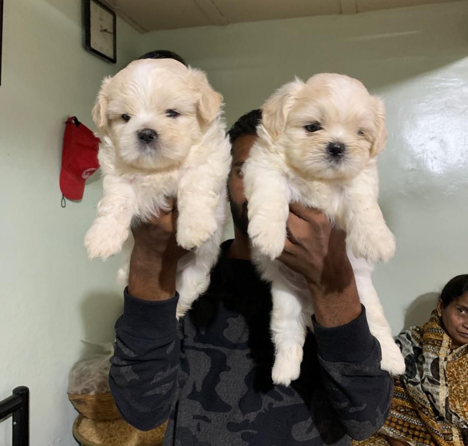 Lhasa Apso price in Bangalore