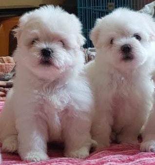 maltese dog breeder in mumbai