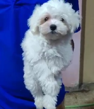 maltese dog price in mumbai