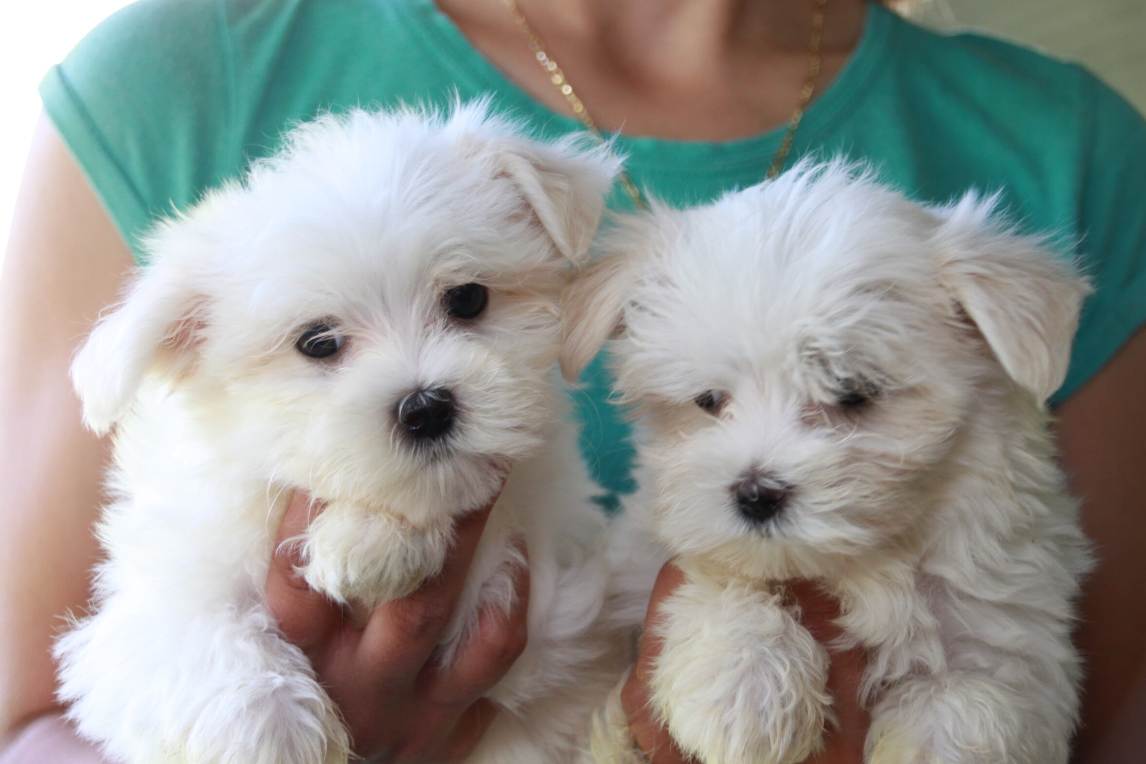 buy maltese puppies online in mumbai