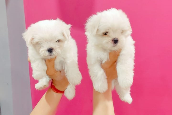 maltese dog for sale online in mumbai