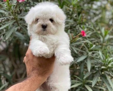 purebred maltese puppies price in mumbai