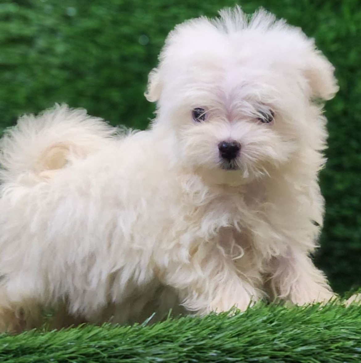 maltese puppies for sale at pune