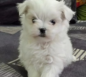 maltese dog price in pune