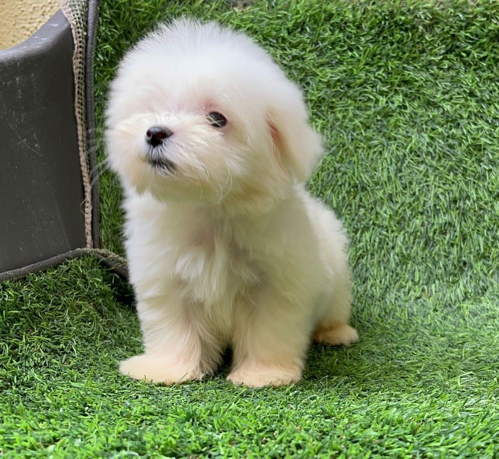 maltese dog for sale in pune