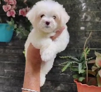 buy maltese puppies in pune