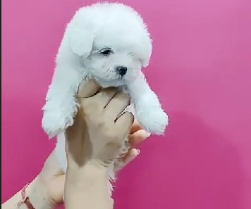 pure bred maltese puppies price in pune