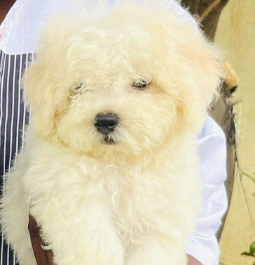 maltese dog breed for sale in pune