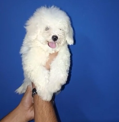 Buy maltese puppies online in pune