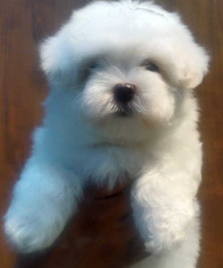 maltese dog breeder in kolkata