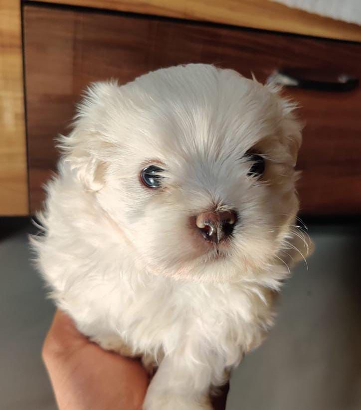 buy maltese puppies in kolkata