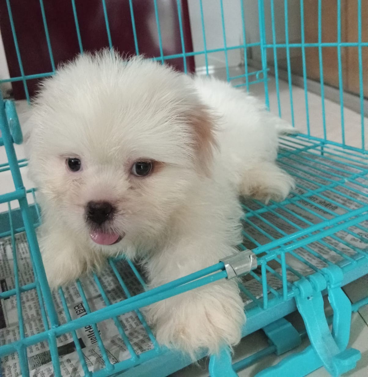 pure bred maltese puppies for sale in kolkata