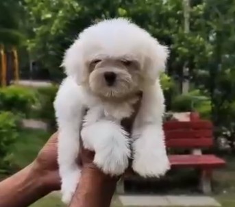 maltese puppies for sale online in kolkata