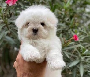 maltese puppies for sale at hyderabad