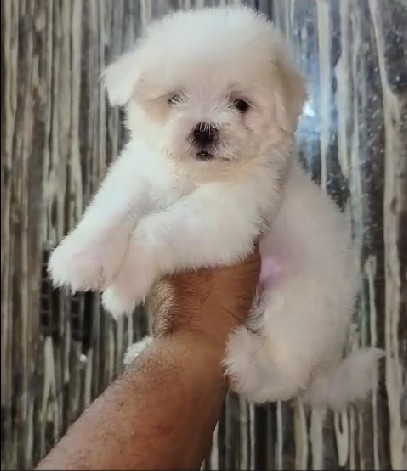 maltese dog breeder in hyderabad