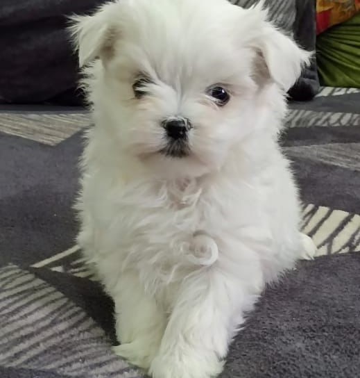 maltese puppies for sale online in hyderabad