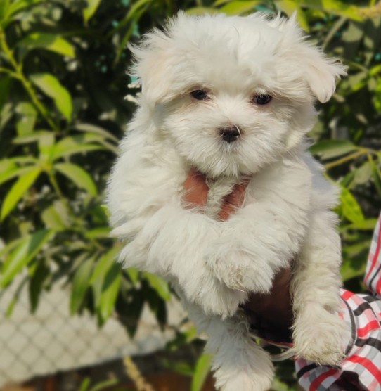 maltese puppies for sale online in goa