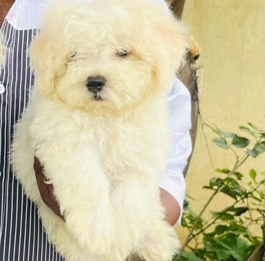 maltese dog breeder in goa