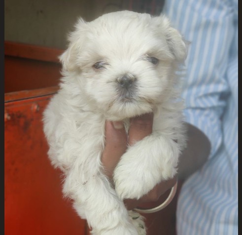 maltese dog price in goa