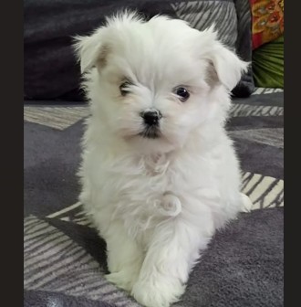 buy maltese puppy in goa