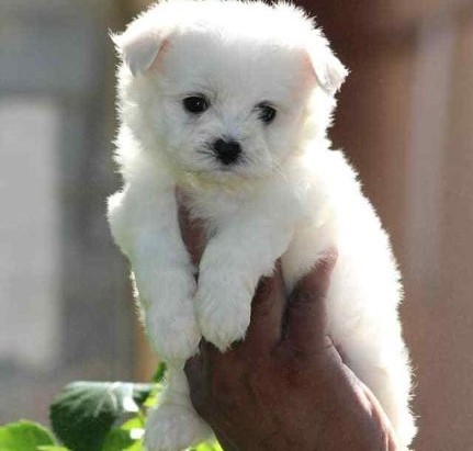 maltese dog breeder in jaipur