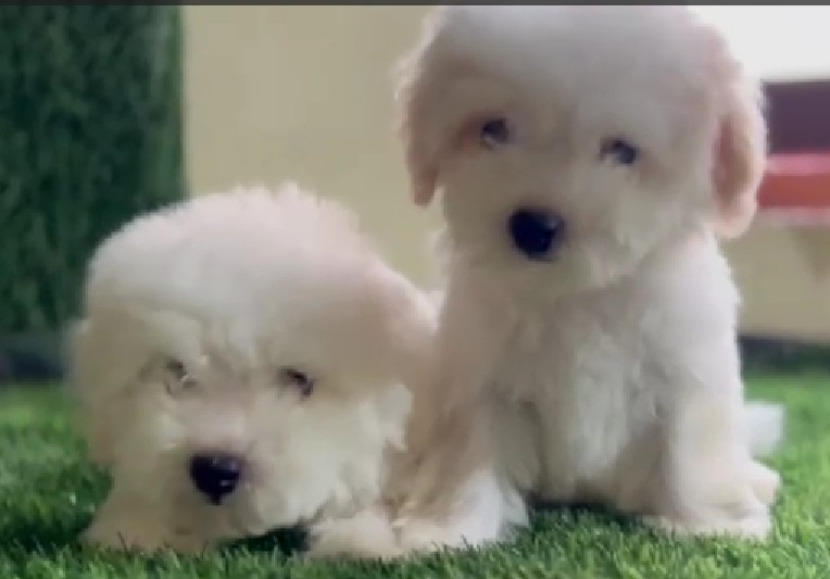 buy maltese puppies in jaipur