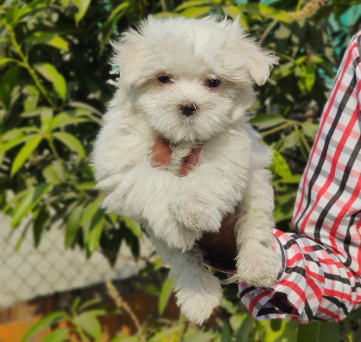 maltese pet shop in jaipur