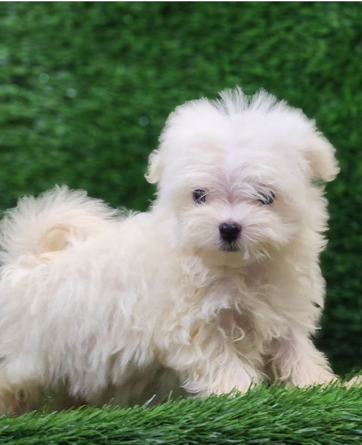 maltese dog breeder in vizag