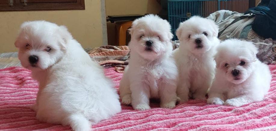 maltese puppy price in vizag