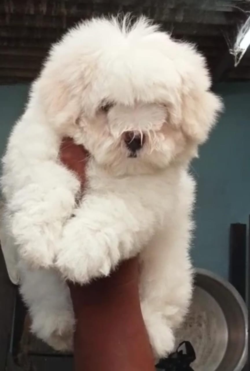 buy maltese puppy online in vizag