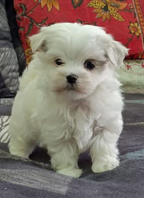 maltese dog price in vizag