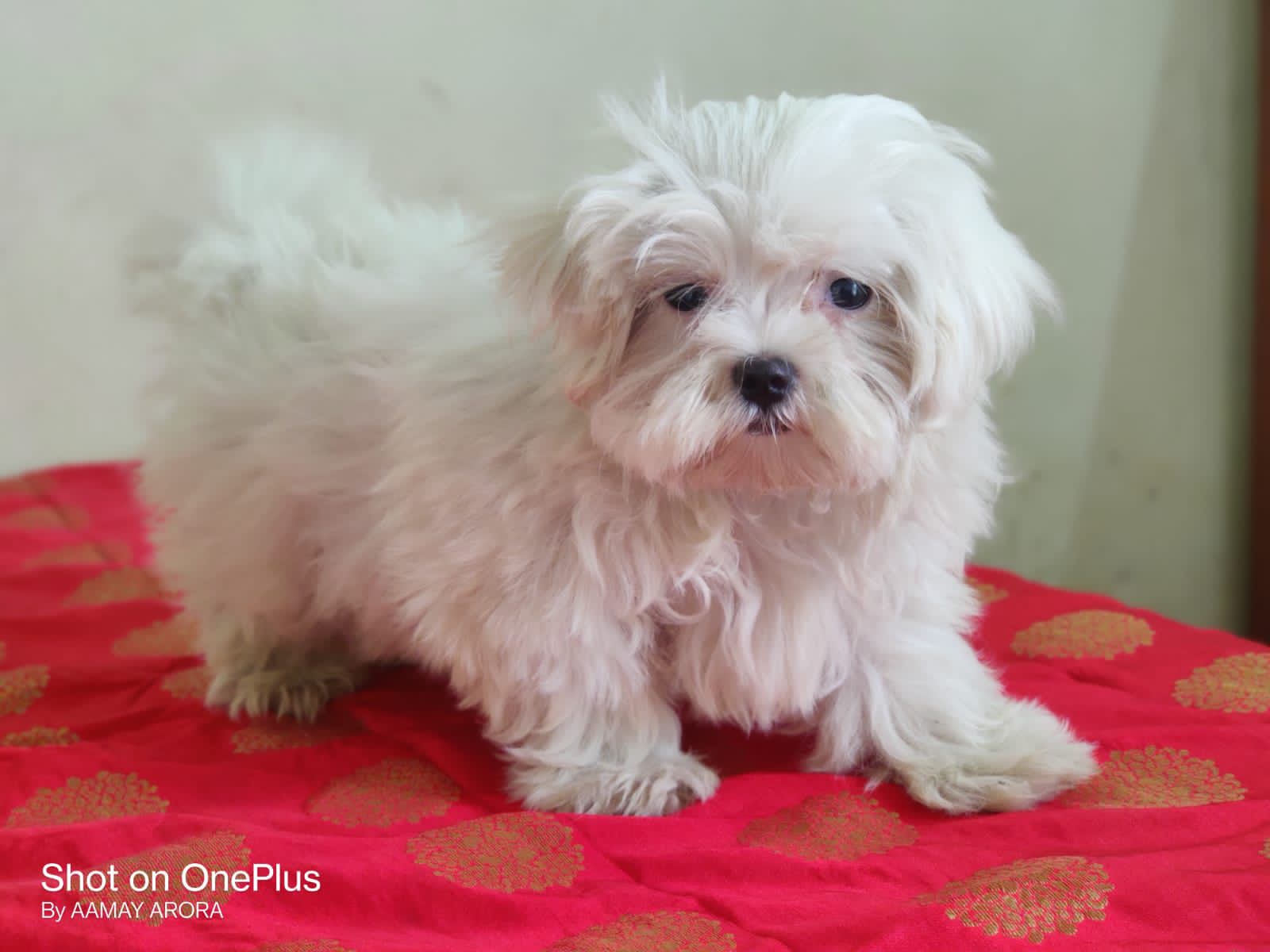 maltese pet shop in vizag
