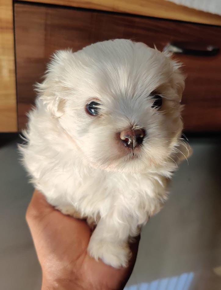 maltese puppies for sale online in vizag