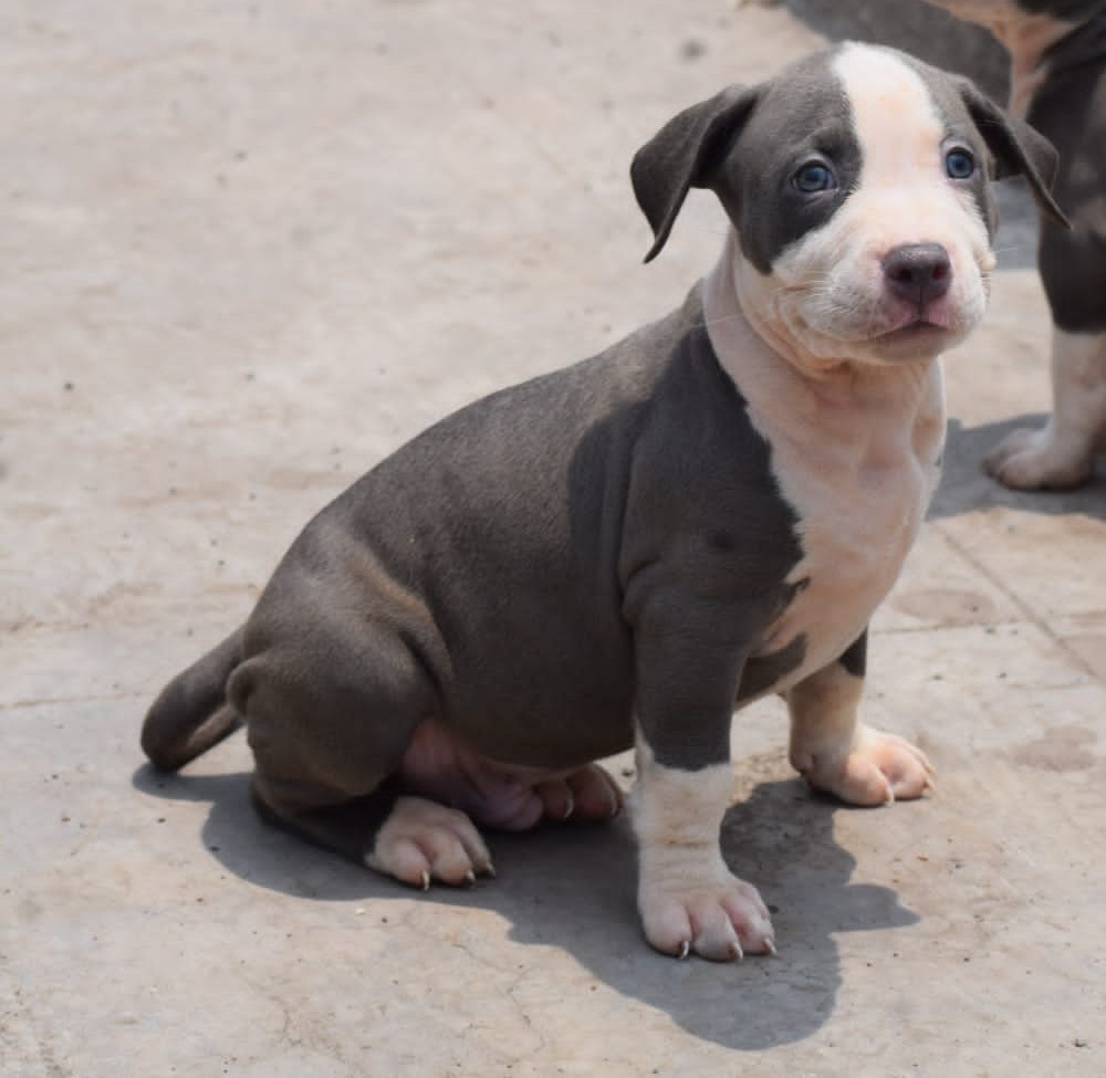 pitbull dog breeder in mumbai