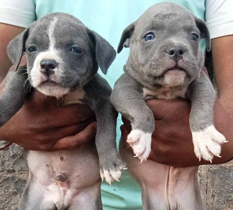 buy pitbull puppies online in mumbai