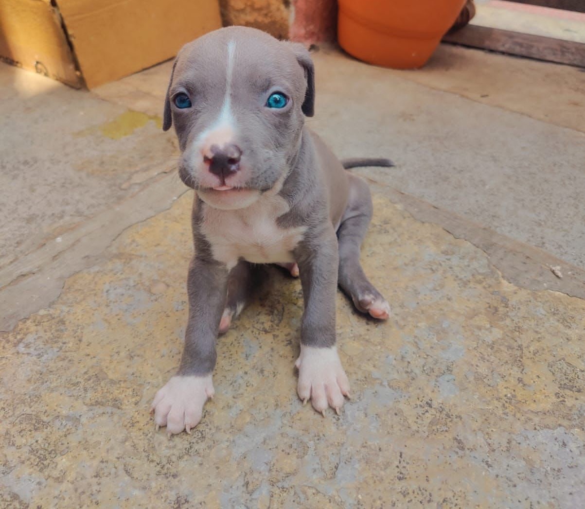 pitbull dog price in mumbai