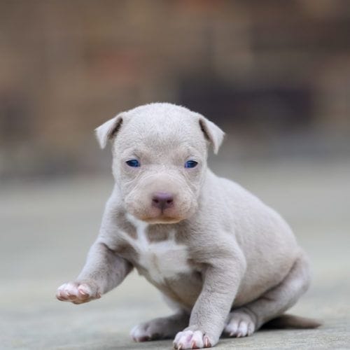 pitbull puppy price in mumbai