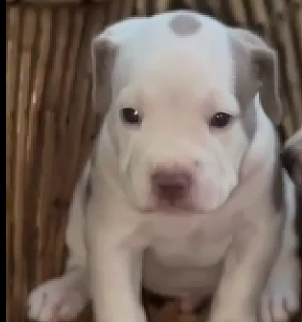 Pitbull male puppy price in Bangalore