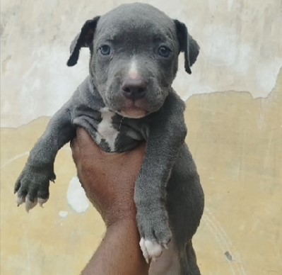 Pitbull dog for sale in Bangalore