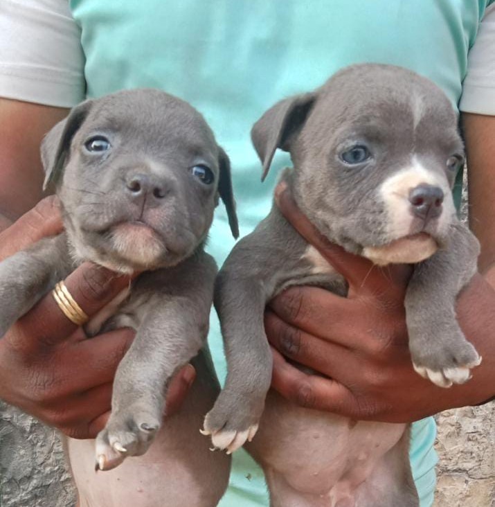 Pitbull dog kennel in Bangalore