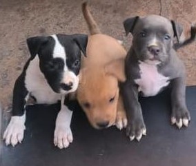 pitbull dog price in pune