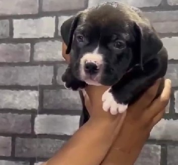 pitbull dog breeder in pune