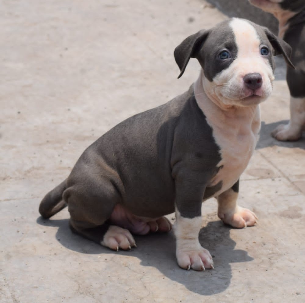 pitbull dog breeder in ahmedabad