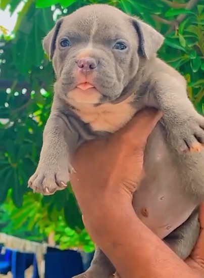 pitbull puppies for sale online in ahmedabad