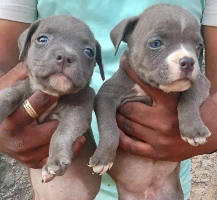 pitbull dog price in ahmedabad